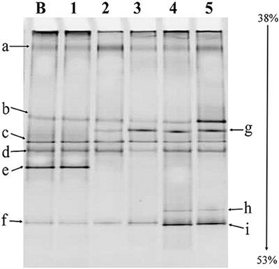Physicochemical Characteristics and Lactic Acid Bacterial Diversity of an Ethnic Rice Fermented Mild Alcoholic Beverage, Haria